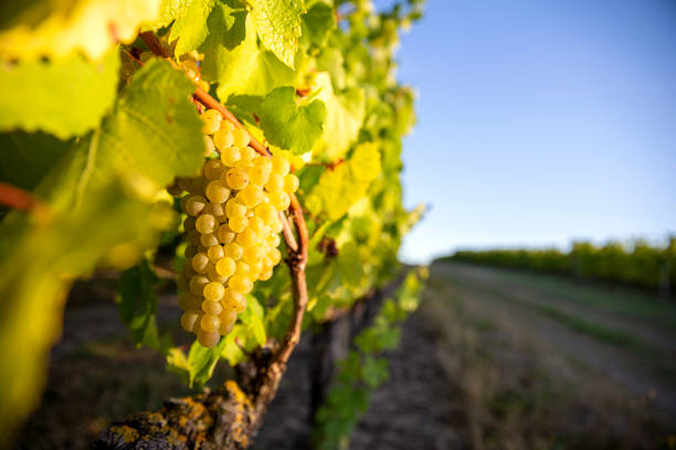 Bunch of white grapes in the vineyards in France under the autumn sun.