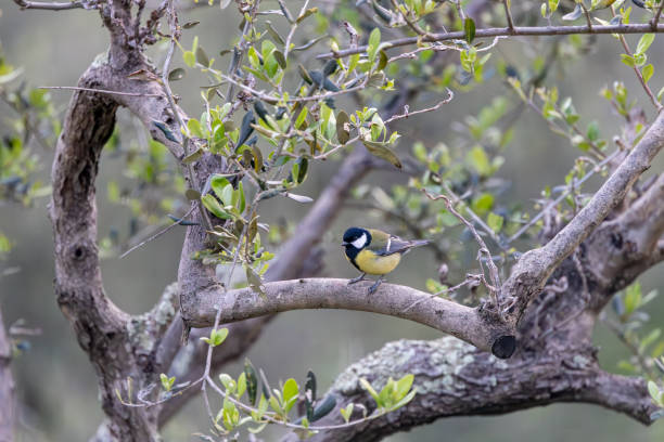 Great tit. small bird sitting on tree branches. High quality photo