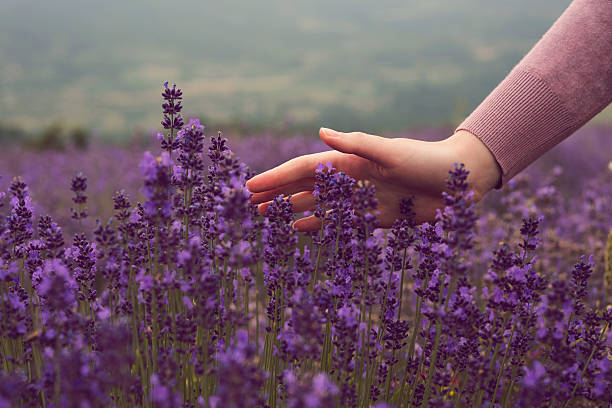 A hand of an unrecognizable woman touching lavender flowers
